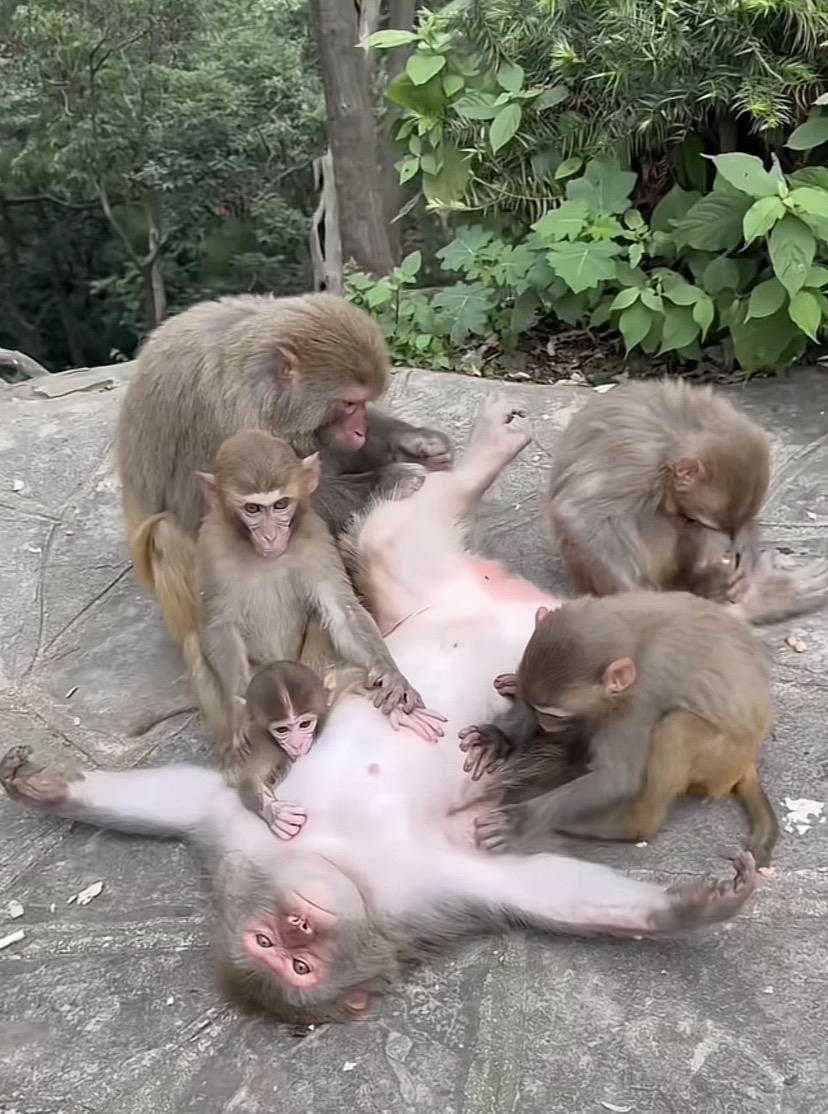 这六只猴分别是什么关系？