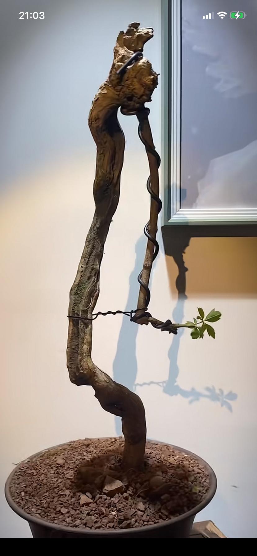 看看我的黄荆盆景
有没有一种很“老道”的感觉呢
其实，我是一名新手
刚刚入门不到