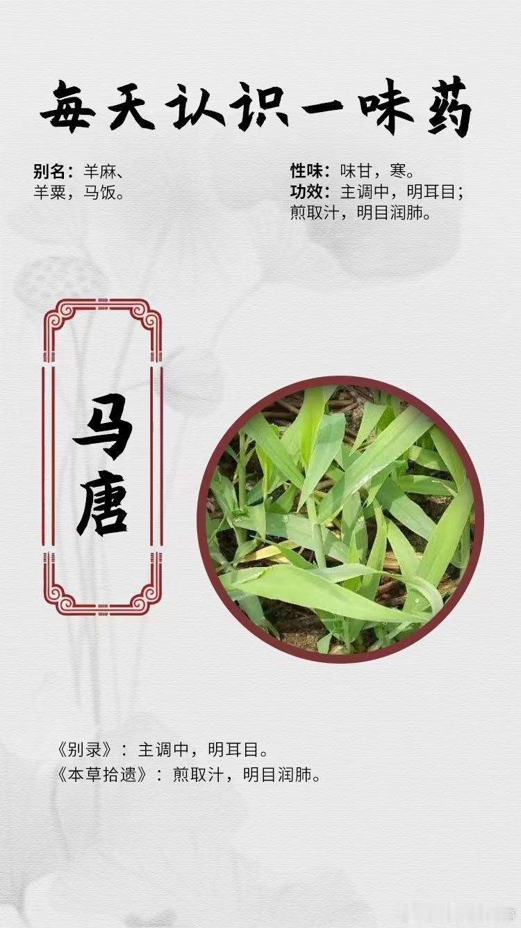  【每天认识一味药】[鲜花]马唐🔍别名：羊麻、羊粟，马饭。🔍性味：味甘，寒。