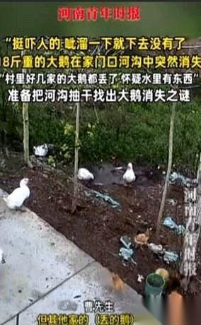 河南一个村子，出了件怪事。
监控底下，一只18斤重的大白鹅，正大摇大摆地去河沟边