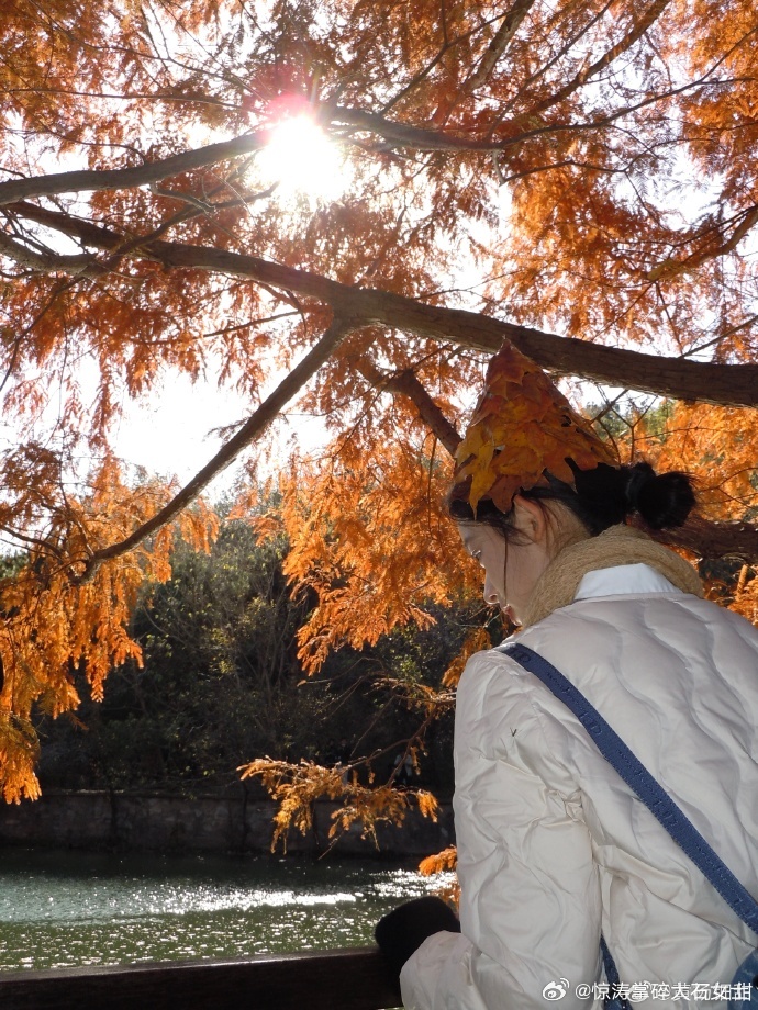 黄杨钿甜风波后首发博黄杨钿甜风波后首个微博 ​首发博只有 “秋叶”，北京植物园里