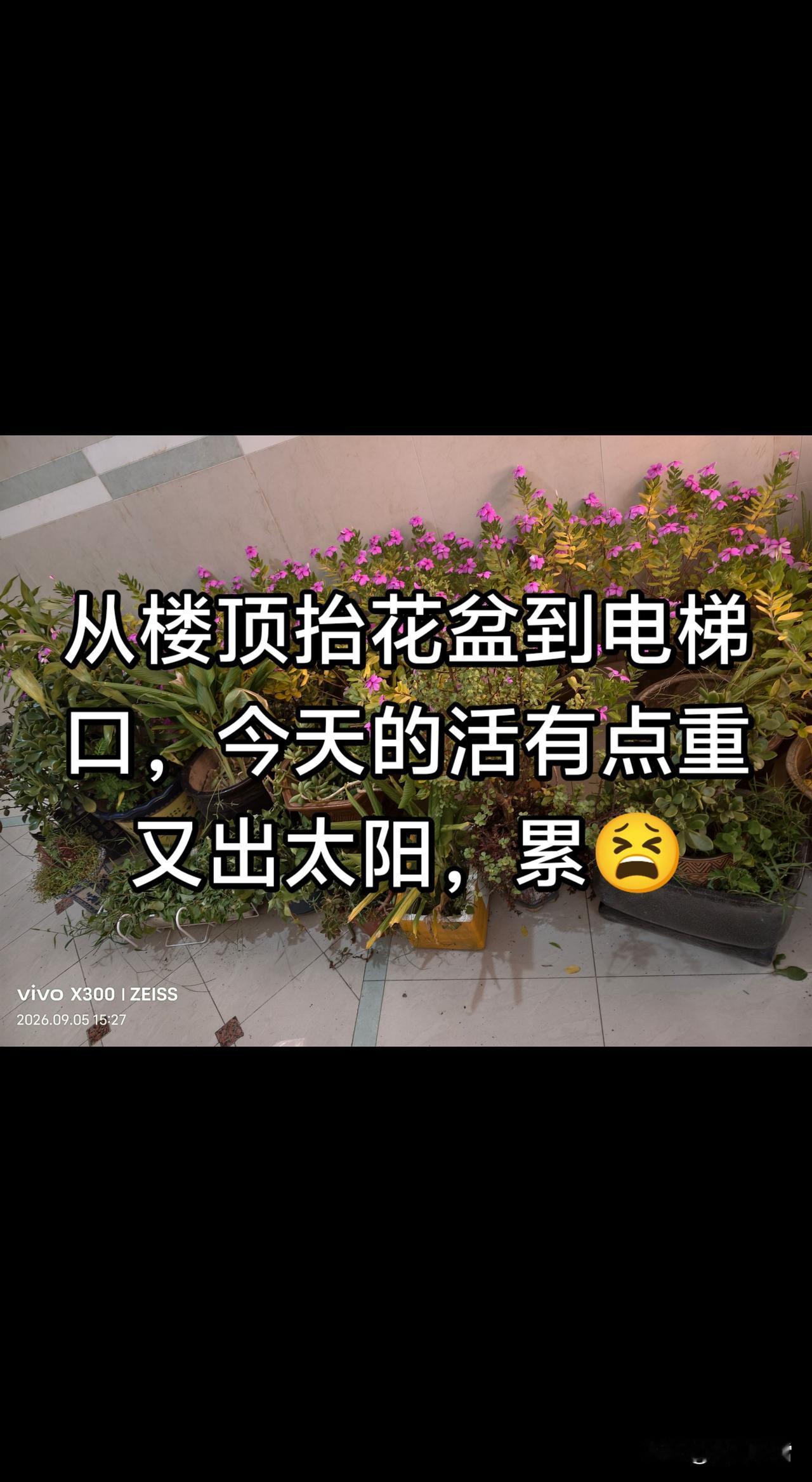 今天去搞卫生清除，出大太阳又抬重花盆累😫再打扫打扫卫生
