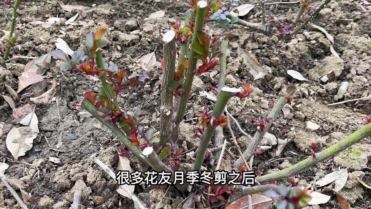 🌿月季冬剪后别急着施水溶肥，施肥时机要根据当地气温来定。当春天最低温度稳定在1