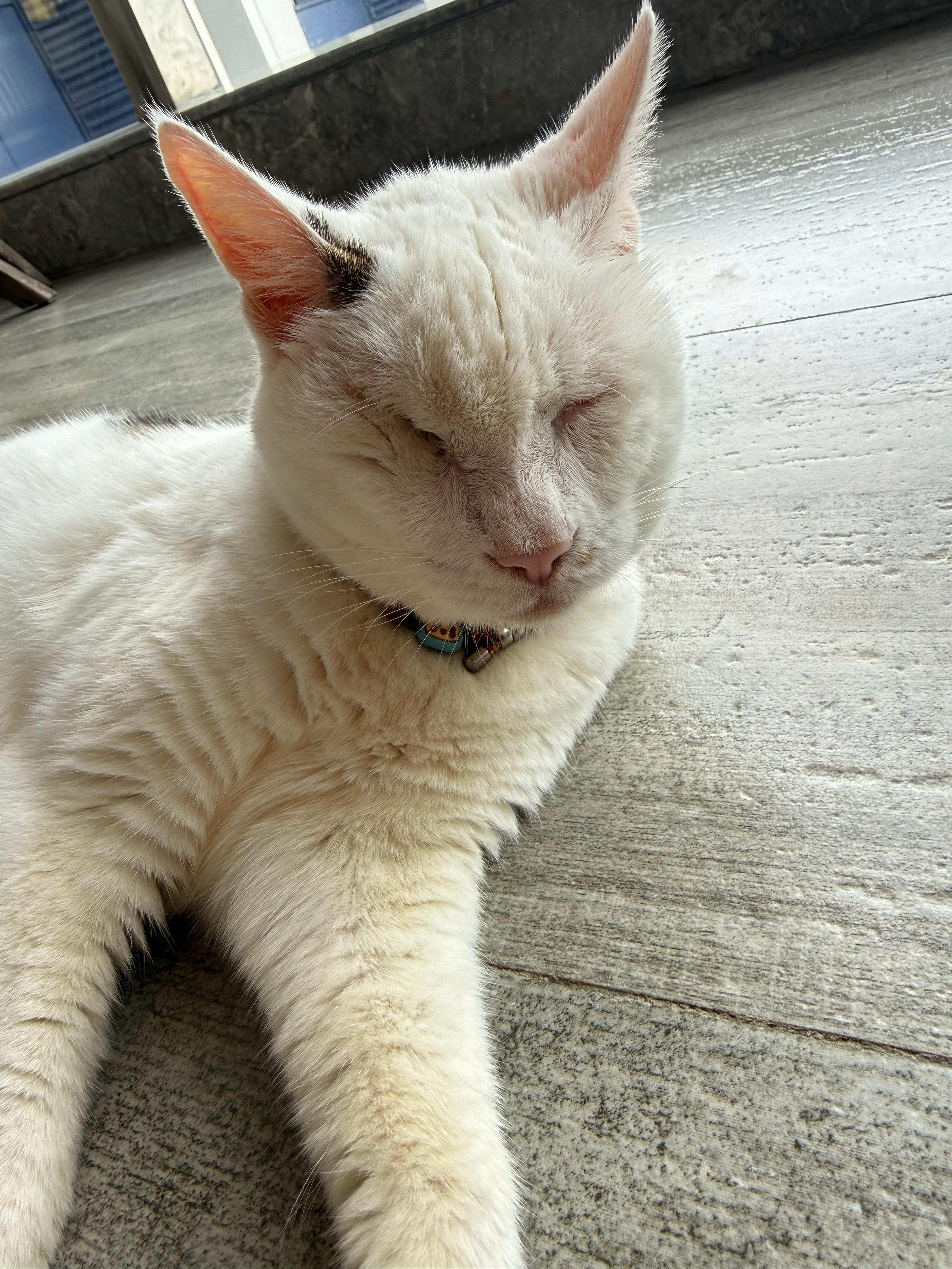 小猫按摩店的服务越来越敷衍了我们家还有盲猫按摩💆‍♀️，技术独特，手法一流，绝