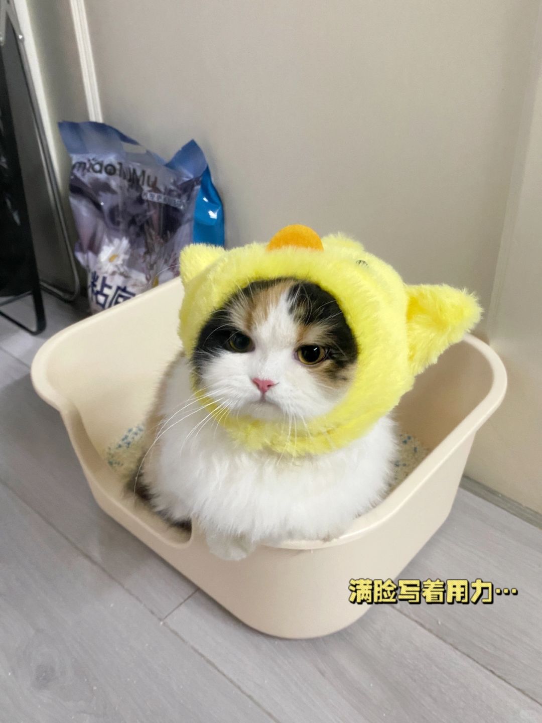 是谁家小鸡哦不  小猫这么可爱啊