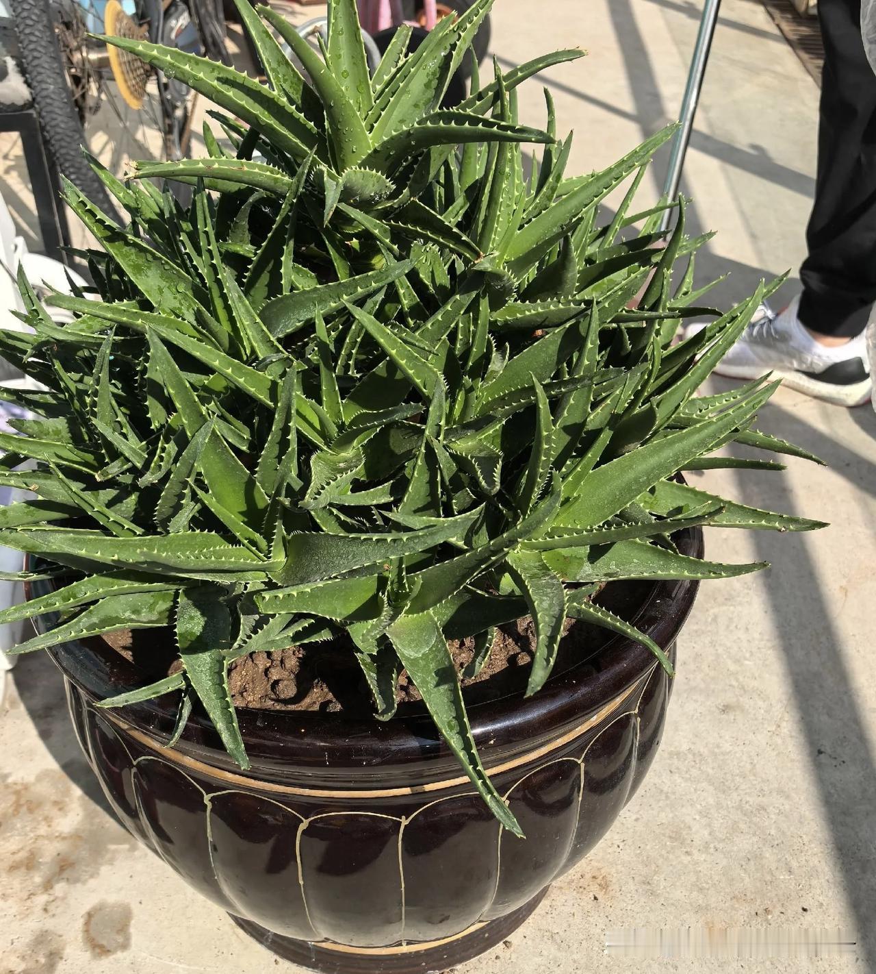 药材种植是否有发展前景? 在乡村振兴与大健康战略双重加持下，中药材种植长期发展前