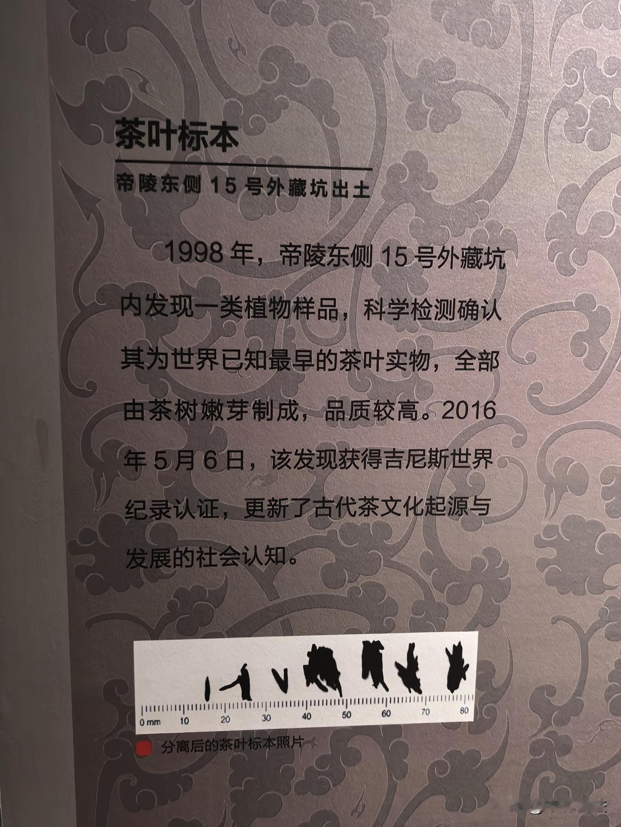 汉阳陵出土的茶叶，获得吉尼斯世界纪录认证