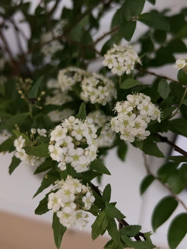 分享你镜头下的花草花花草草，看着太让人舒心了，家里多种一些，不仅进化了空气，还赏
