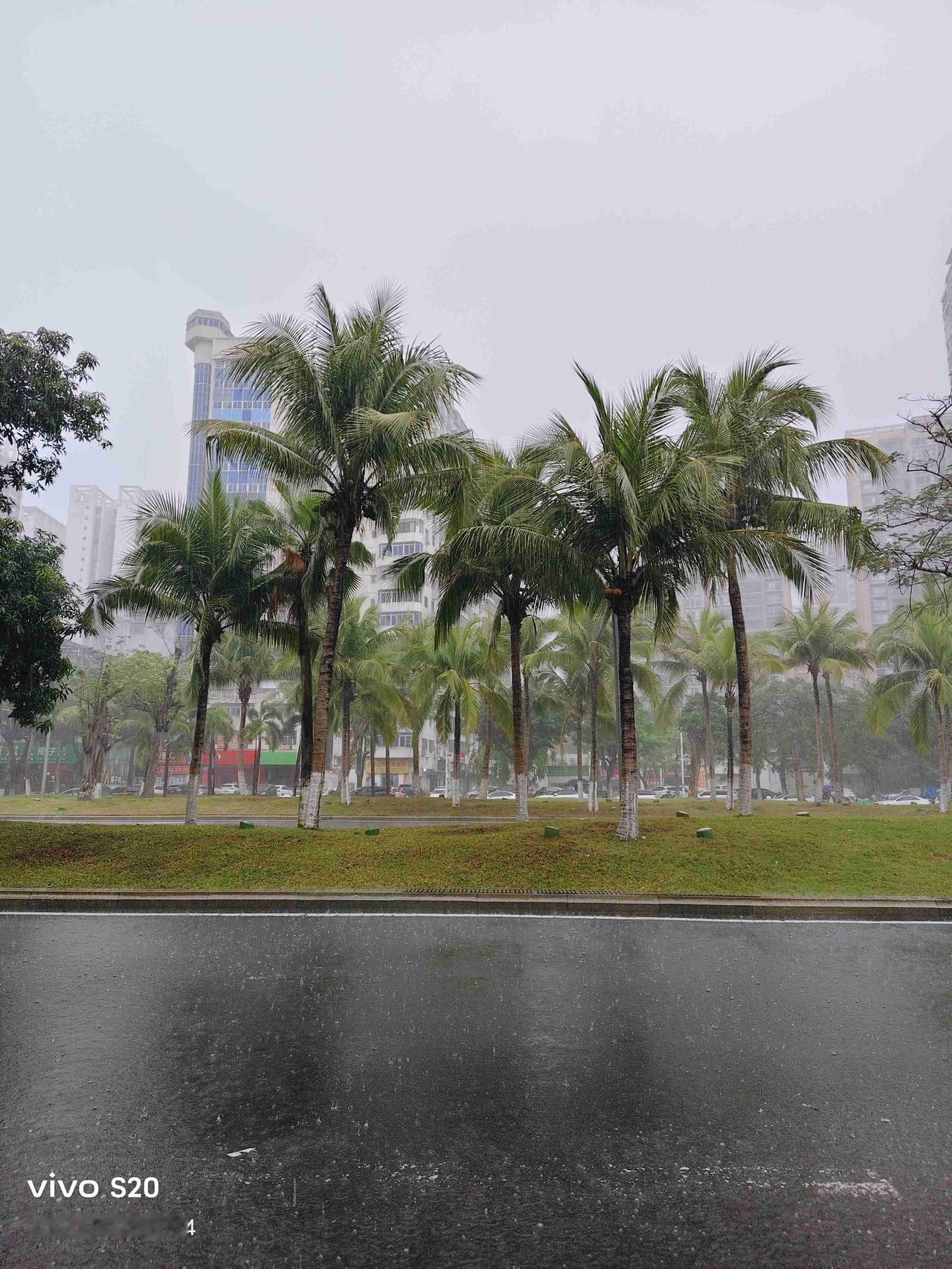 海口的大雨说来就来，说走就走，没有任何征兆。下大雨加快步伐回家，回家喝茶品茶，一