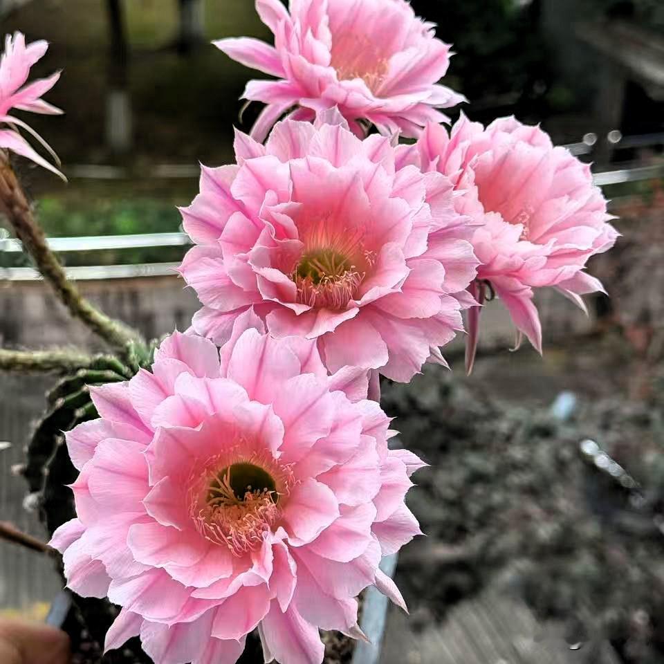 丽花仙人球开花也漂亮，小巧玲珑，精致美艳，还不占地方。