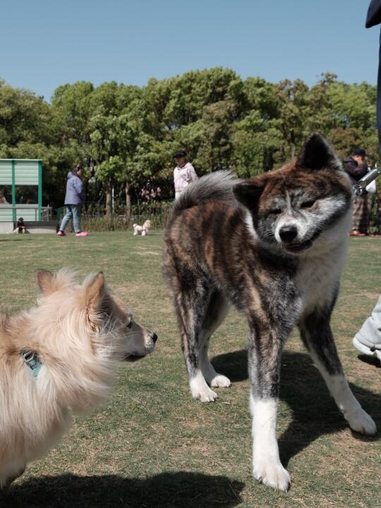 我会平等的对草坪上每一个狗露出姨母笑