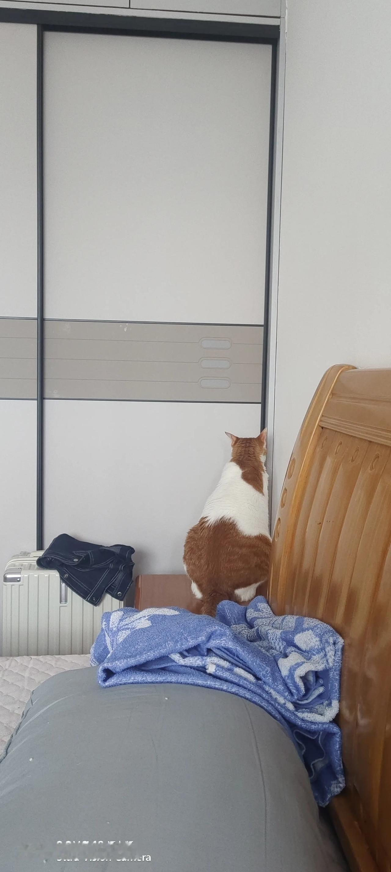 会开衣柜门的大橘

自从大橘自己开过衣柜门进去睡觉以后，每天都心心念念想着进衣柜