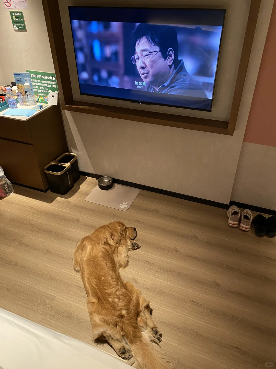 狗子说想住大酒店吃小狗自助餐 我办到了！