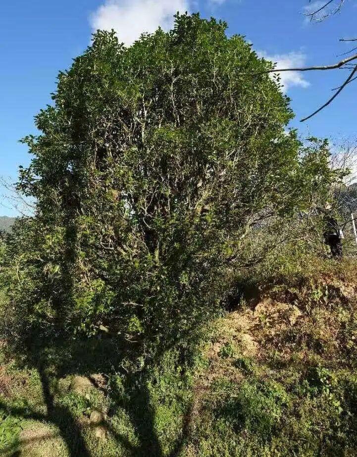 森林野韵♡
喝茶🍵加速身体代谢的运动🏃把身体内的垃圾和毒素排出体外