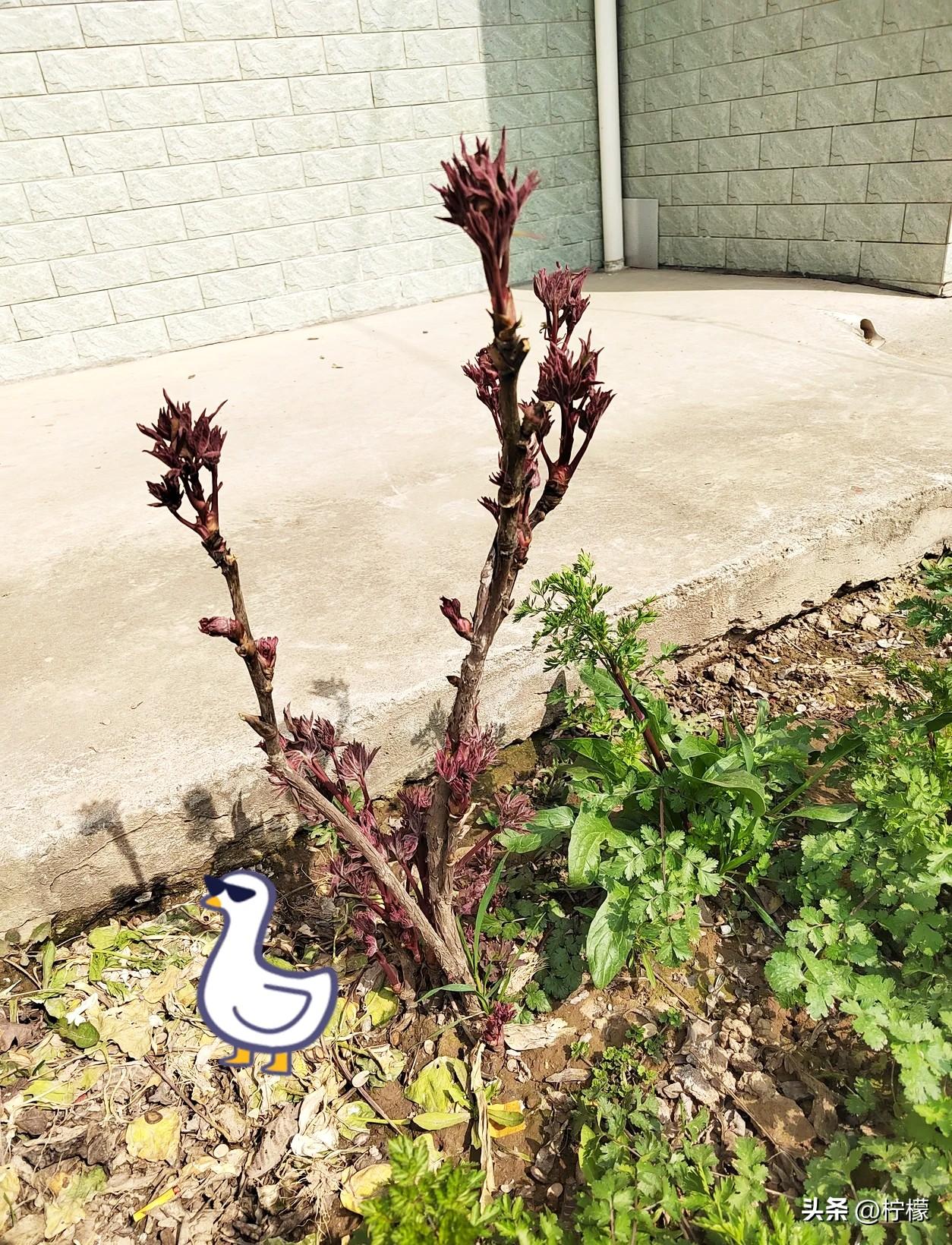 我有一个难以启齿的事，
一直都说不出口，
今天鼓起勇气说出来，也不怕大家笑话了。