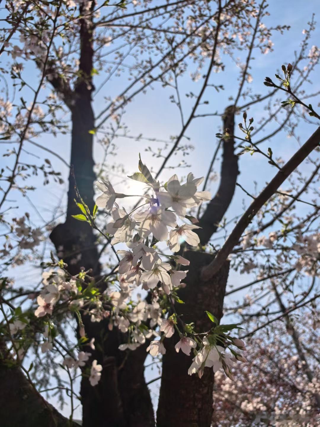 今日樱花不错，不知道武大樱花如何？ ​​​