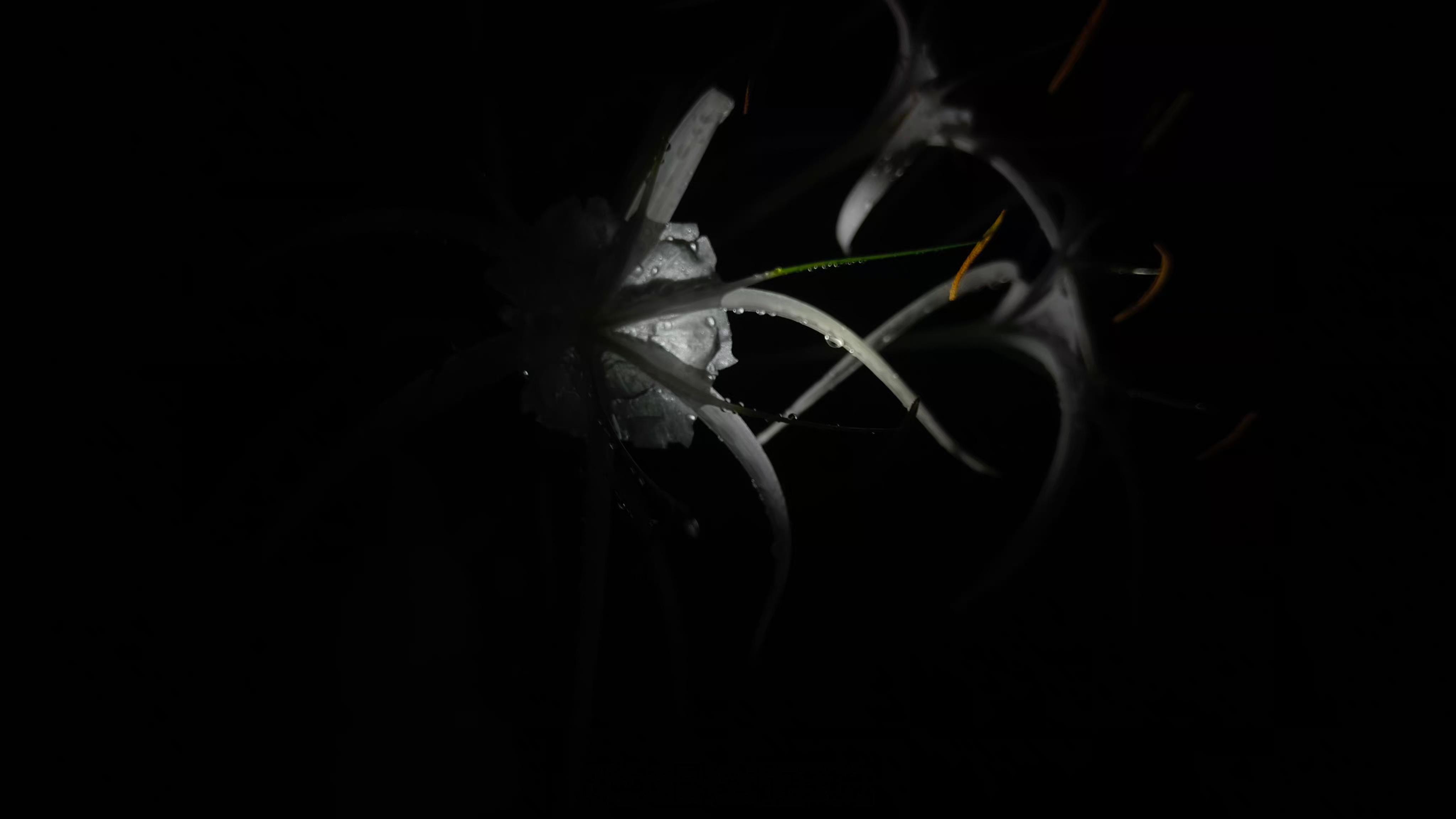 夜晚 雨后 蜘蛛百合…… 