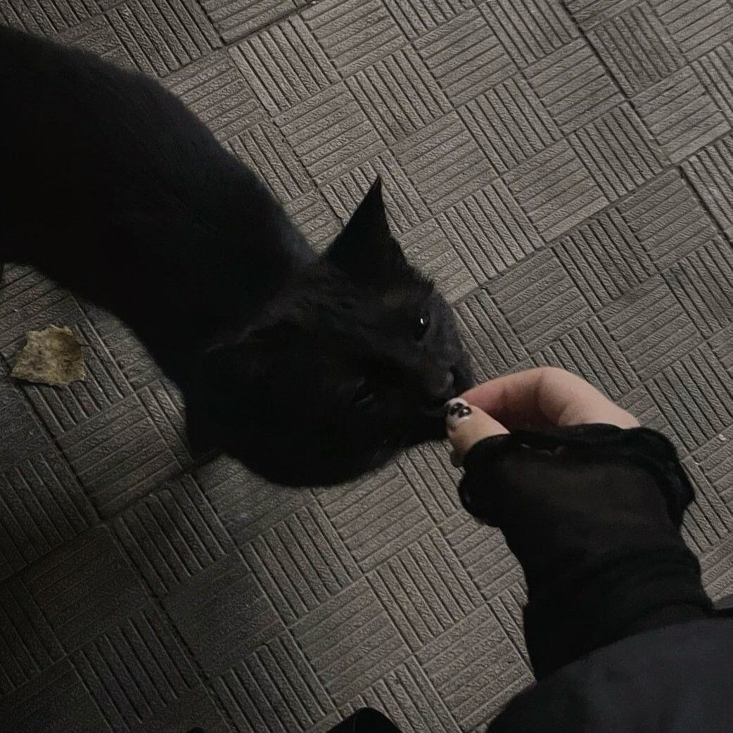 -𝐒𝐇𝐀𝐑𝐄｜宁艺卓头像背景图搭配 ⸝⸝🐈⬛꙳🐾◟🩶。 