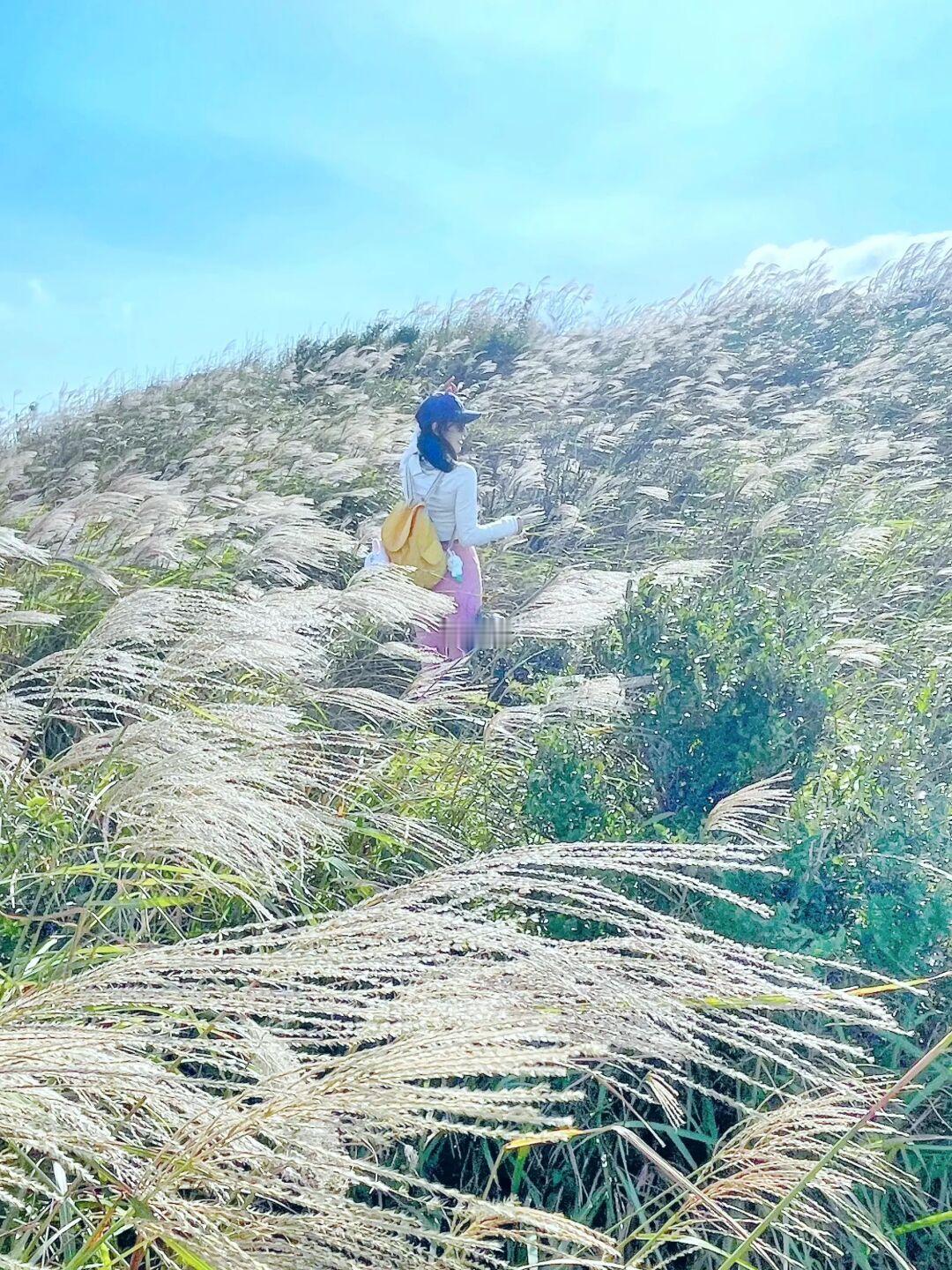 📍香港東洋山·步行15分鐘可到的美麗芒草山