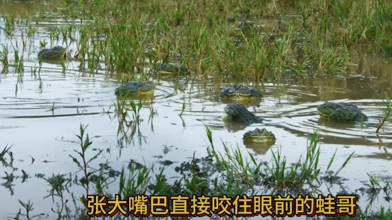 你们不要再打啦～ 