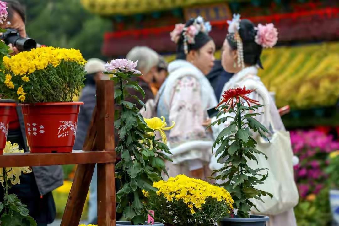 警惕文化入侵！两朵中国千年名花，被日漫和西方带偏，成了晦气花
大家知道，在中国被