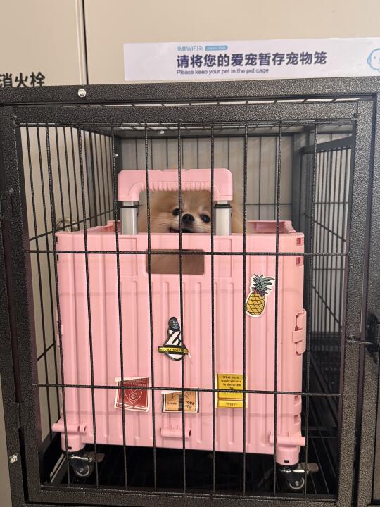 小件寄存，笼中笼的小博美