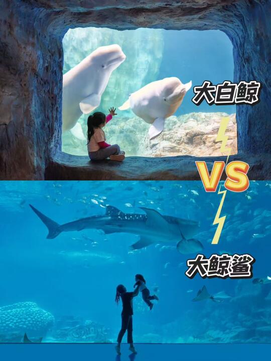 珠海长隆哪个馆出片？急！求姐妹帮选🔥