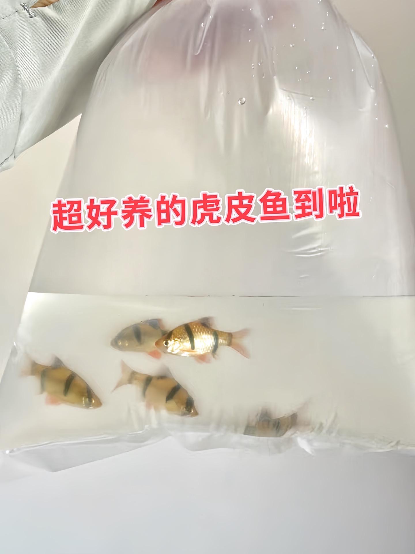 养鱼就养虎皮鱼！它生性活泼，喜欢群游，在鱼缸里游动时队形变幻莫测，观赏...