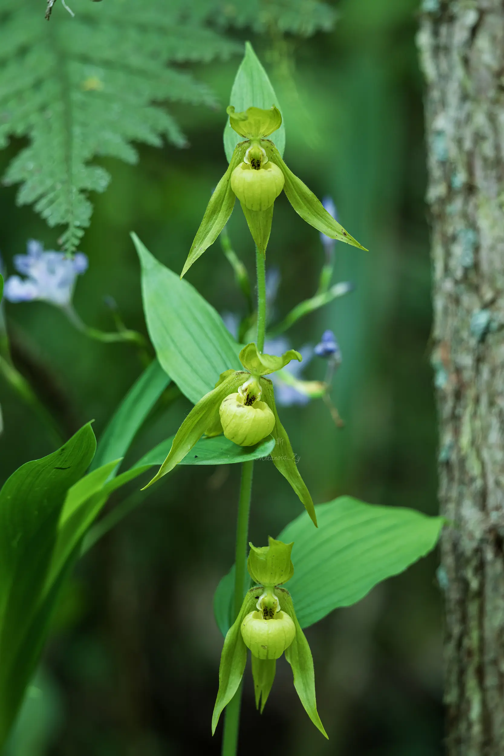绿花杓兰。兰科杓兰属，多年生地生草本植物 第一眼，给我一种怎么一根杆杆...