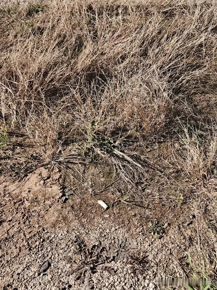 这道小学二年级的数学题，让80.90的家长吵翻了，3个盘子，每个盘子有8个水果一