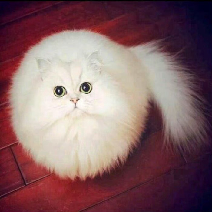 防止你没见过这么圆的猫[抱一抱] 