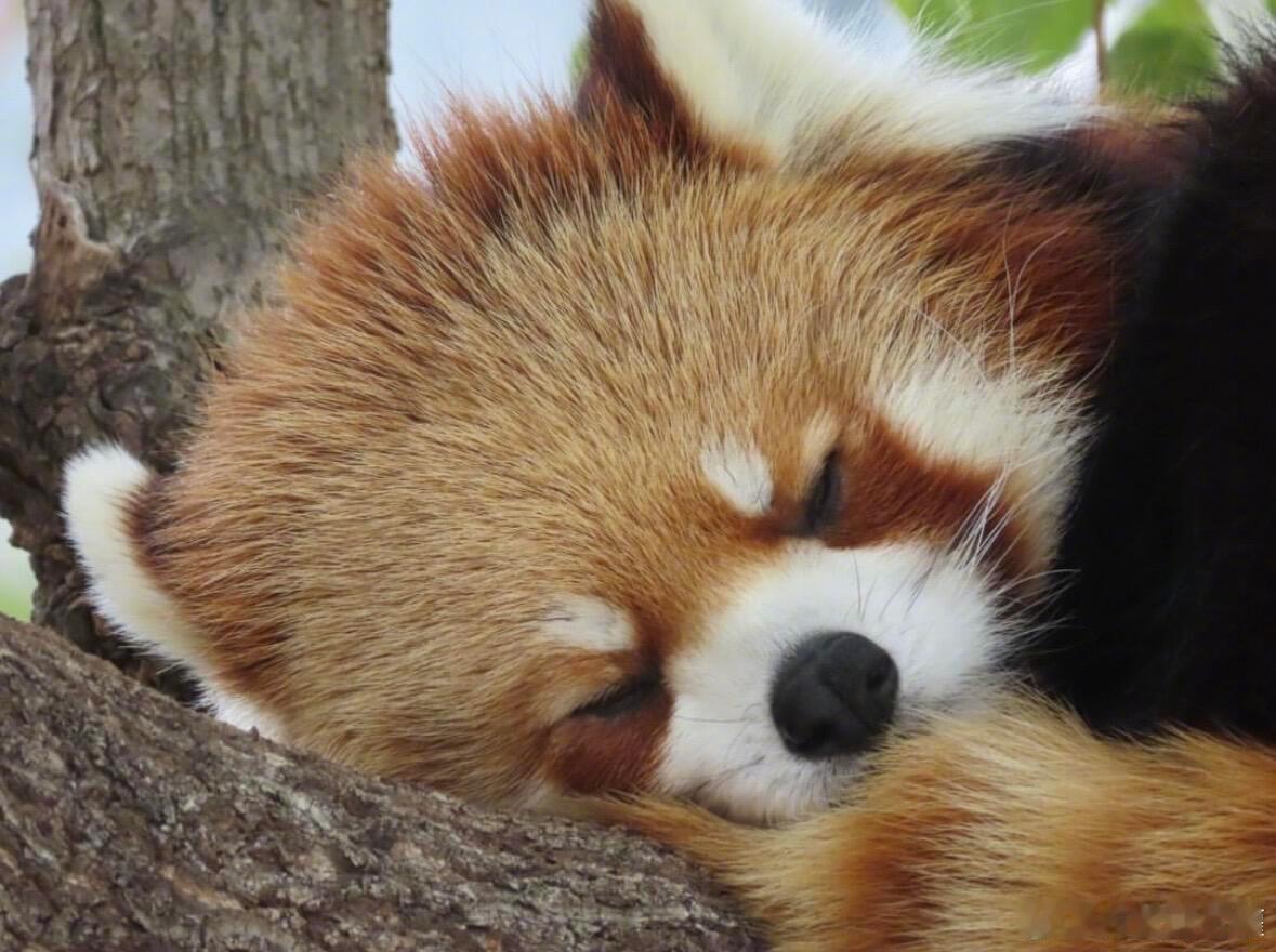 谁家小熊猫睡着了💤 ​​​
