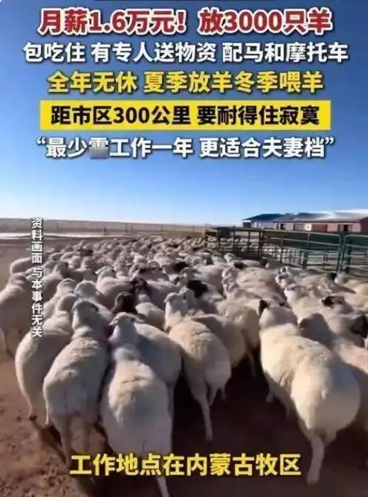 热议！月薪1.6万管3000只羊，包吃住配Wi-Fi，这份内蒙古草原的高薪工作吸