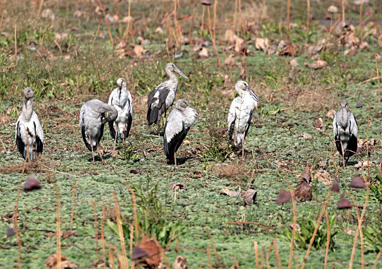 首见一群“国二保”钳嘴鹳！
以往我拍过2次国家二级保护动物钳嘴鹳，每次都只见到一