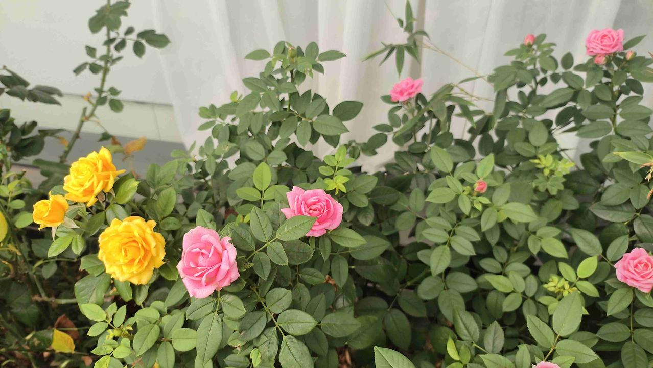我的今日状态：😁轻松愉快
我这里的天气：☀️晴天
这些花都是民宿门口的，有竹子
