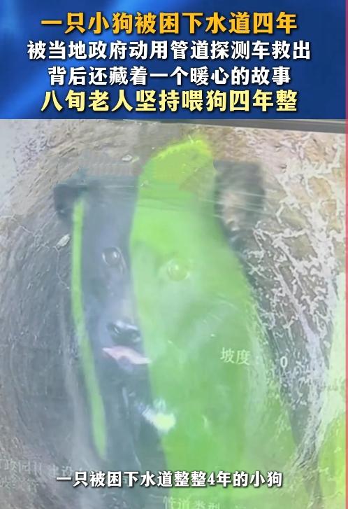 人间温暖！小狗被困下水道整整4年，这件暖心故事令人动容

近日，浙江永康发生一件