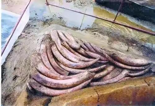 在三星堆为什么考古学忽视了“象”？


作者：翁卫和

⸻

一、问题：象就在眼