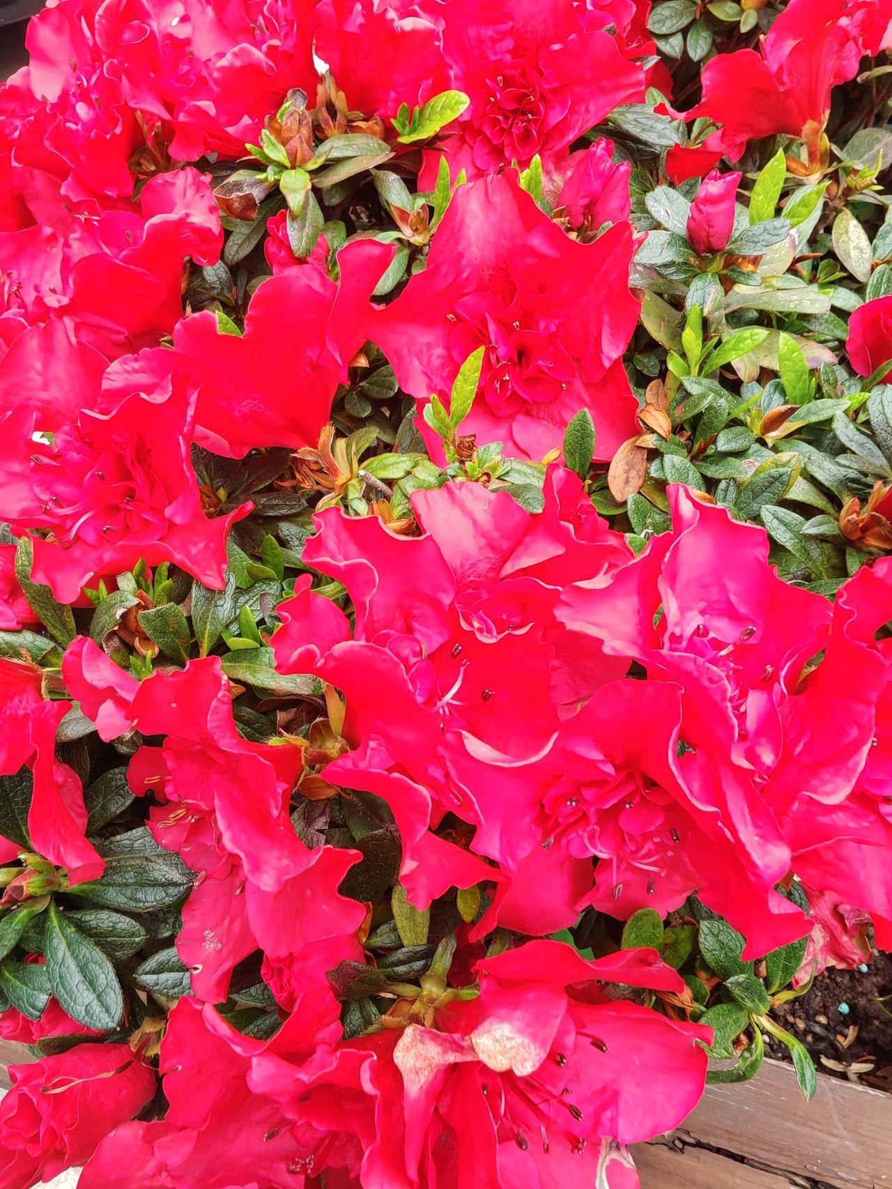 从照片中可以清晰地看到它的几个典型特征：

* 花朵形态：花瓣呈现出鲜艳的玫红色