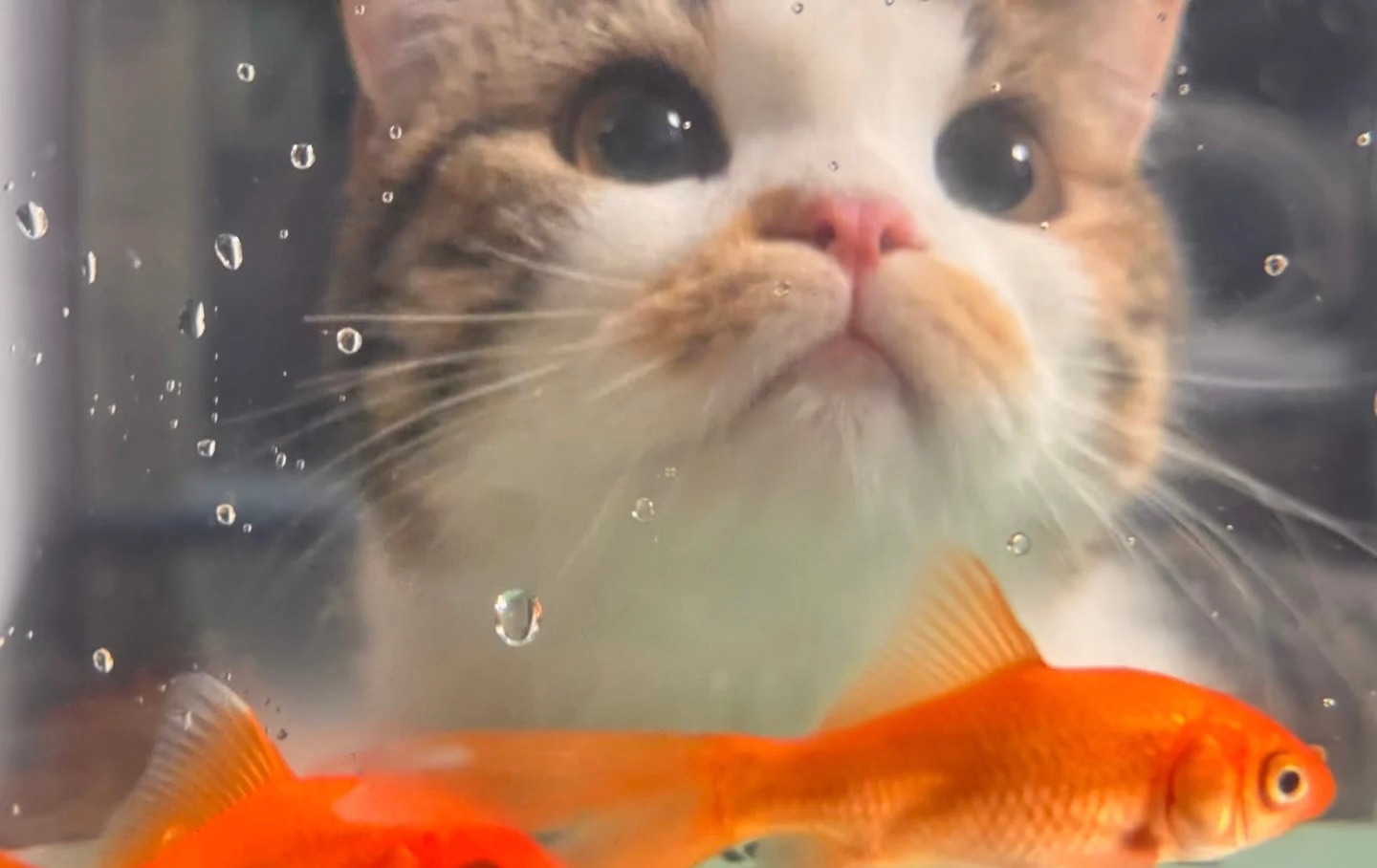 小猫有什么坏心思呢 