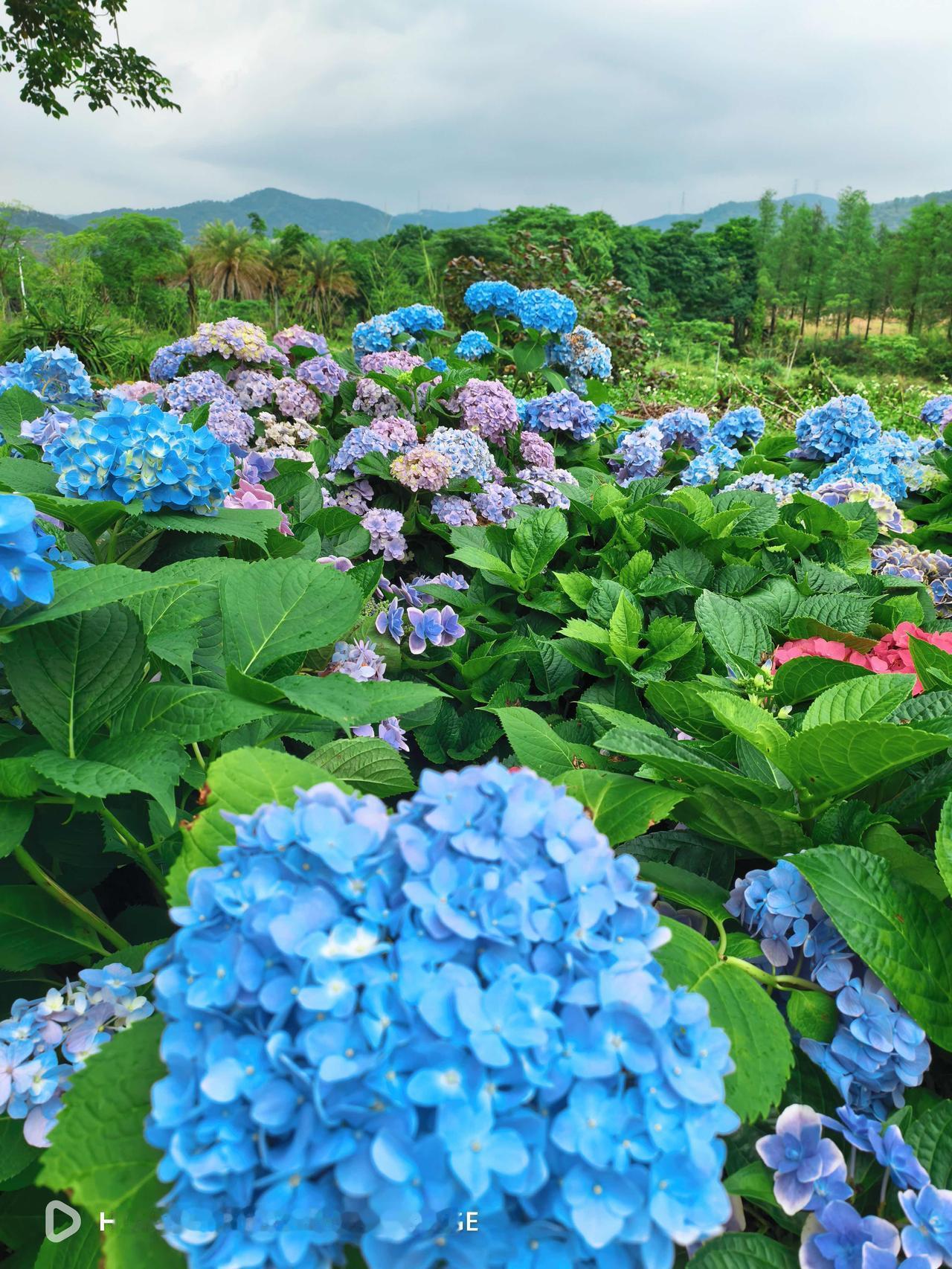 广州从化樱花乐园实测！本地人私藏春日绣球花海宝地🌸

谁懂啊！广州春日赏花不用