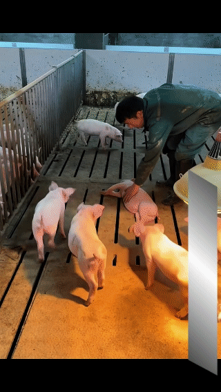 没想到猪可以睡死成这样，
它再晚醒来一秒钟，
主人都要起锅烧油了…