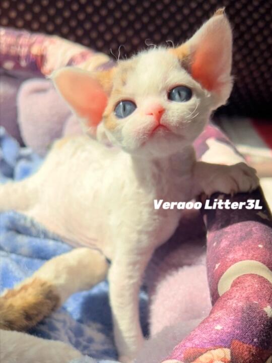 甜甜又美美的三花小公举｜德文卷毛猫