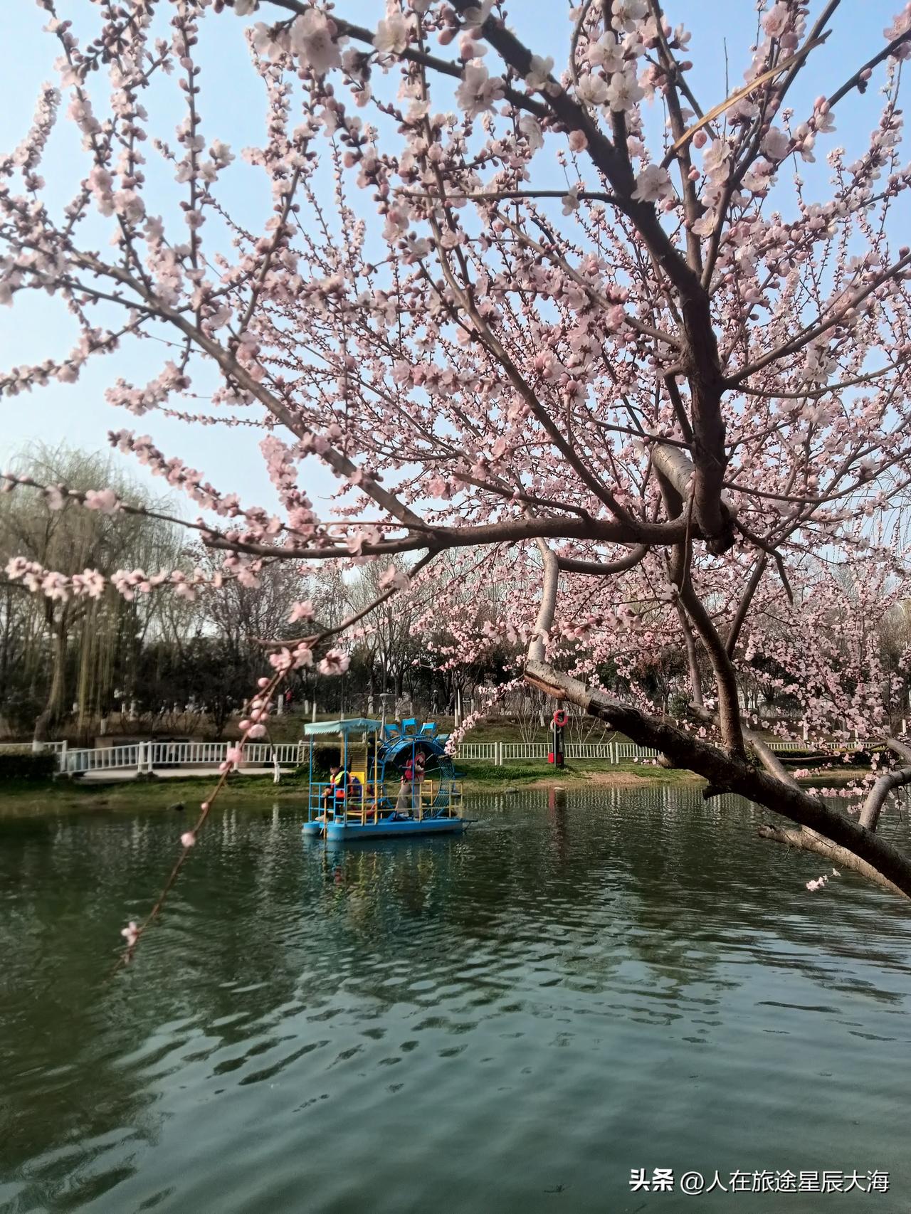 浐灞桃花潭公园的春天来了，花红柳绿中都是踏青的人影！我从浐河东路到浐河西路“循环