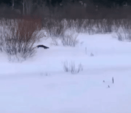 这货没有天敌吗？大白天玩的那么丝滑