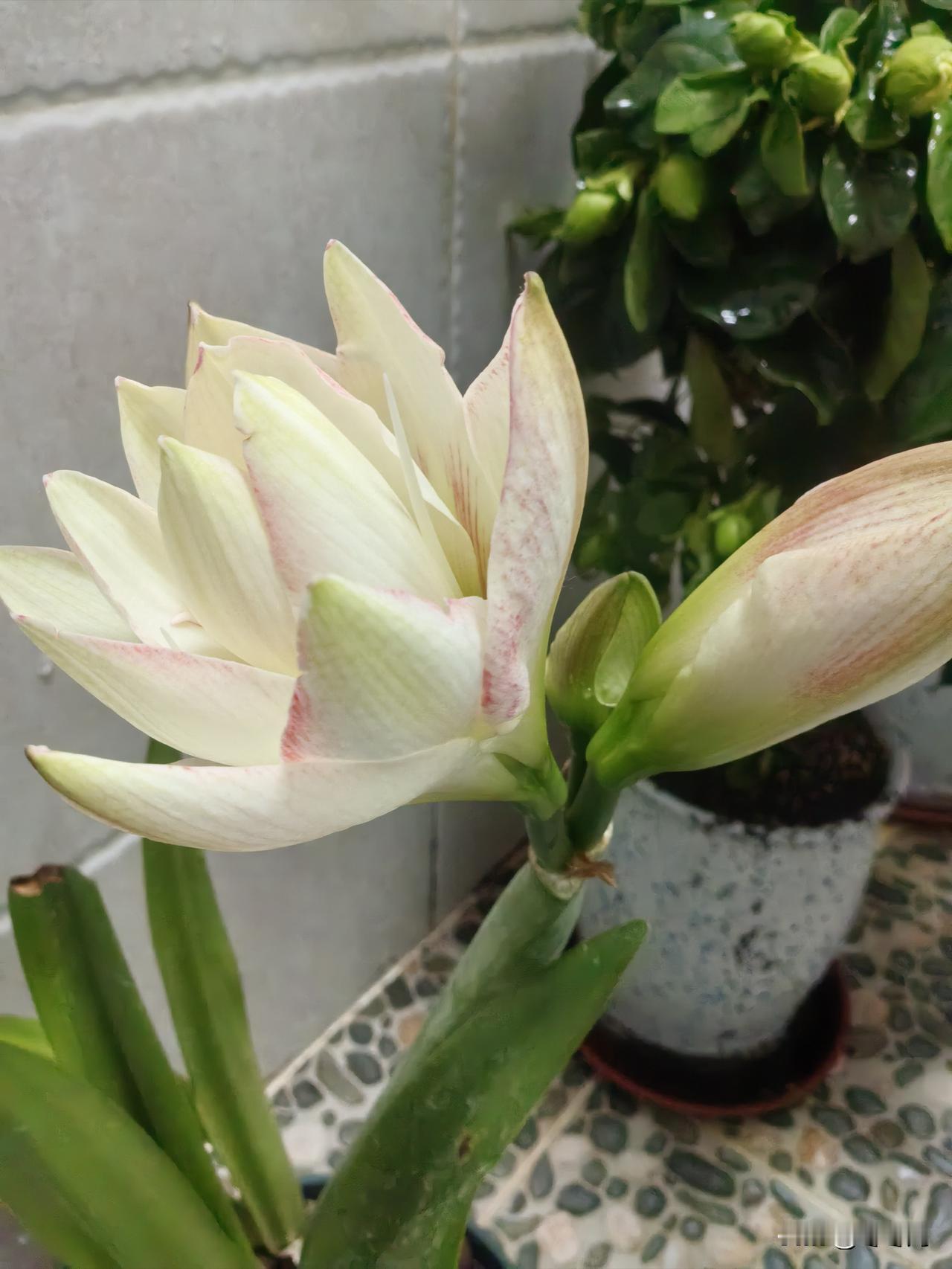 早上看我的朱顶红，两朵大花只有一朵没开。我还以为得等好几天才开呢，没想到晚上两朵