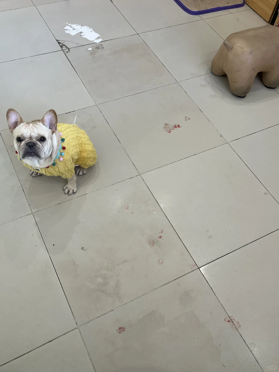 小母狗 我只养绝育的！