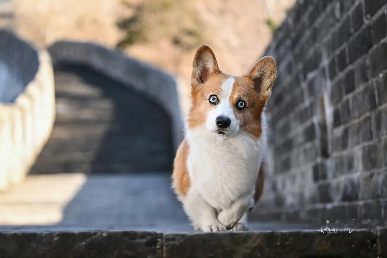 新任长城小守卫隆重登场🥳
