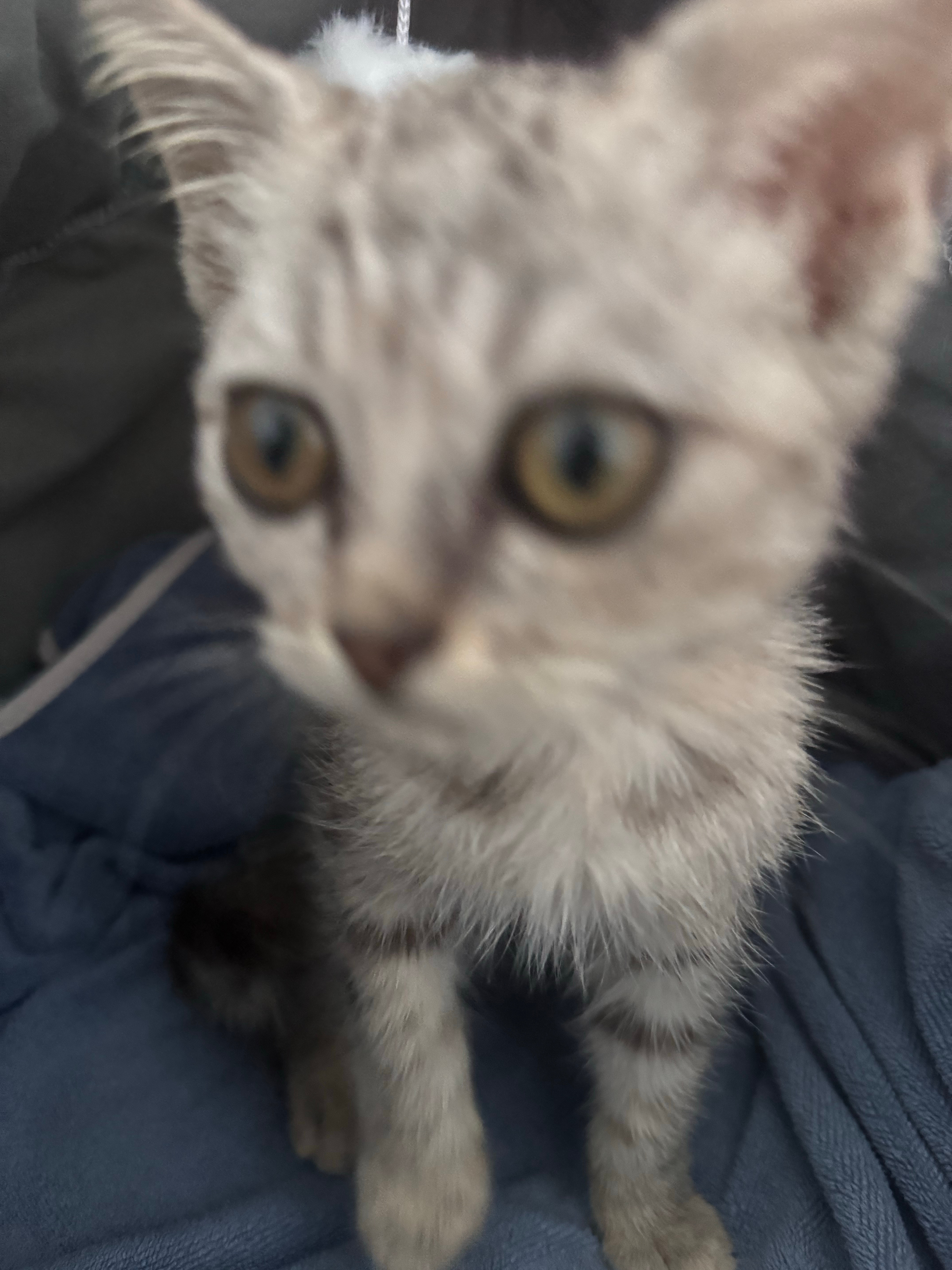 老师这不对吧 我家宝宝不是小猫吗 怎么变小猪了 