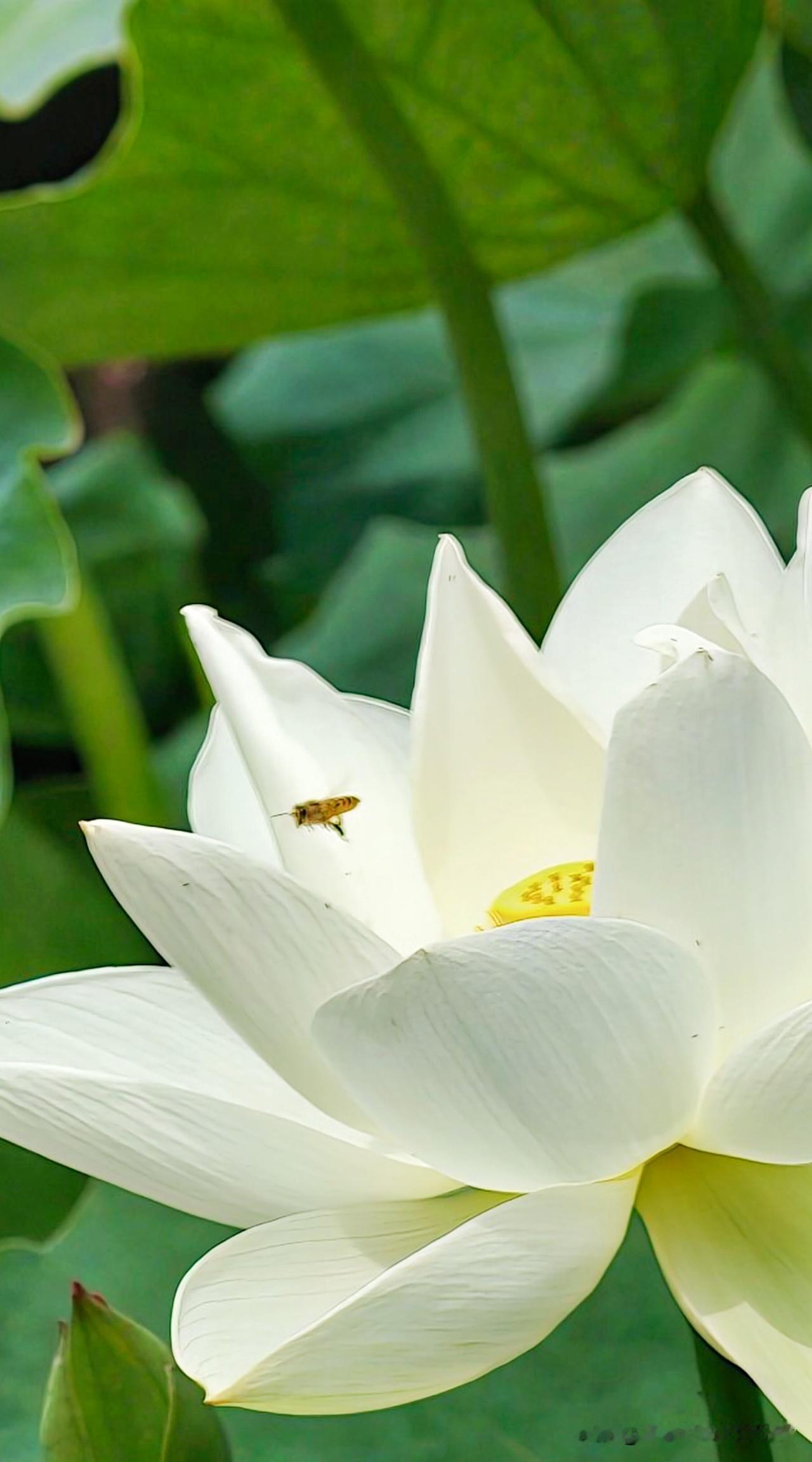想象一下，一朵洁白无瑕的莲花静静立在水面，花瓣层层舒展，宛如一位不食人间烟火的仙