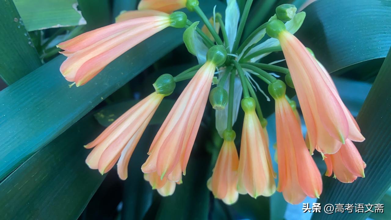 天南地北大拜年粉嫩的长叶君子兰花，清新自然，美不胜收，煞是好看！🌸💕